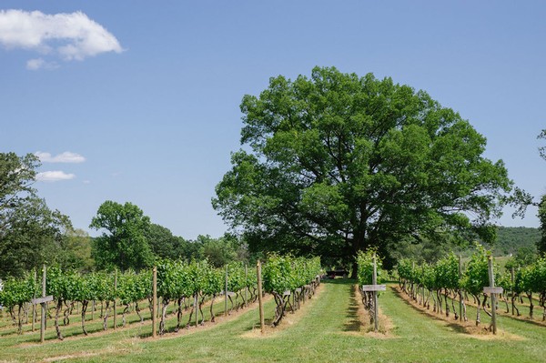Vinyasa in the Vines - June 27th Session
